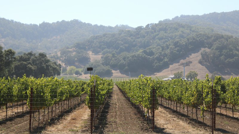 Rows of grapevines below wooded hills in Napa Valley
