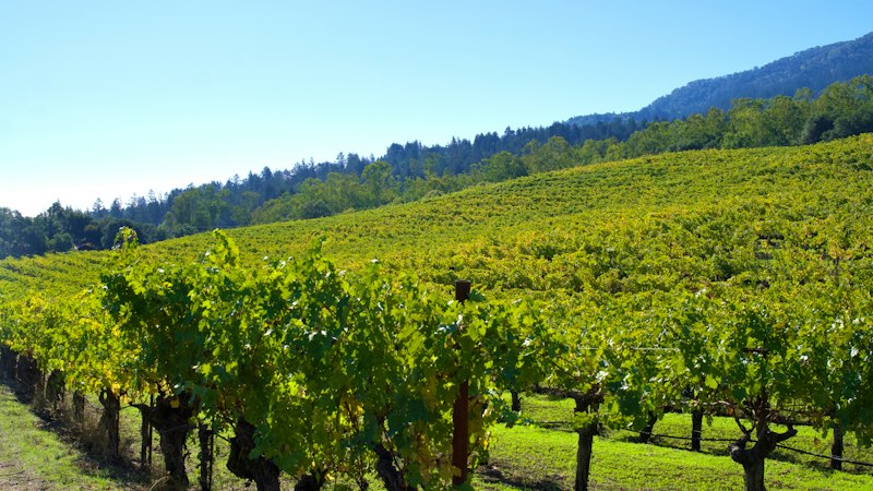 Vineyard rows on a sunny hillside in Sonoma County